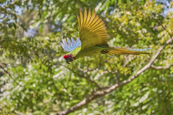 Great green macaw in flight (Ara ambiguus) Costa Rica