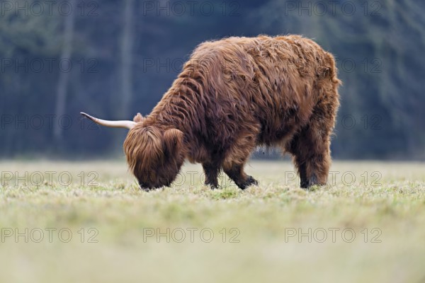 Highland cattle (Bos taurus), adult animal with one horn eating grass, Switzerland, Europe