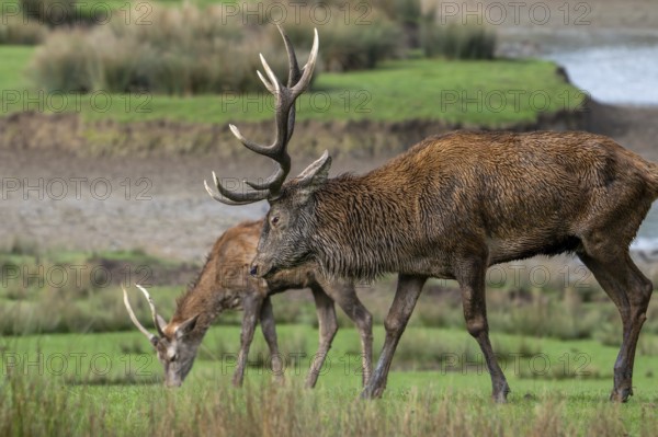 Red deer (Cervus elaphus) adult stag with big antlers and brocket, young second year male with simple, unbranched antlers in grassland in autumn