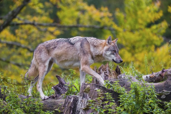 A Eurasian gray wolf (Canis lupus lupus) stands on a tree trunk on a small hill with colorful autumn leaves in the background