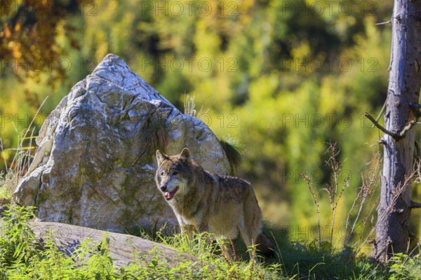 One eurasian gray wolf (Canis lupus lupus) standing on a small hill between logs and rocks with a colourful fall foliage in the background