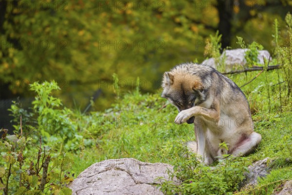 An adult male eurasian gray wolf (Canis lupus lupus) sits on a green meadow on hilly terrain, grooming himself