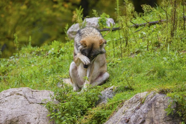 An adult male eurasian gray wolf (Canis lupus lupus) sits on a green meadow on hilly terrain, grooming himself