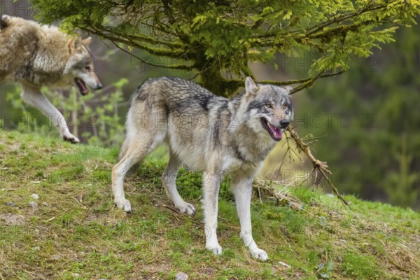 One eurasian gray wolf (Canis lupus lupus) stands under a spruce tree, observing something. Another wolf passes in the background