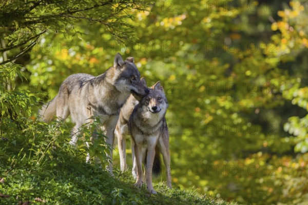 Three eurasian gray wolves (Canis lupus lupus) stand on a hill, show some social behaviour. A forest in fall colours in the background