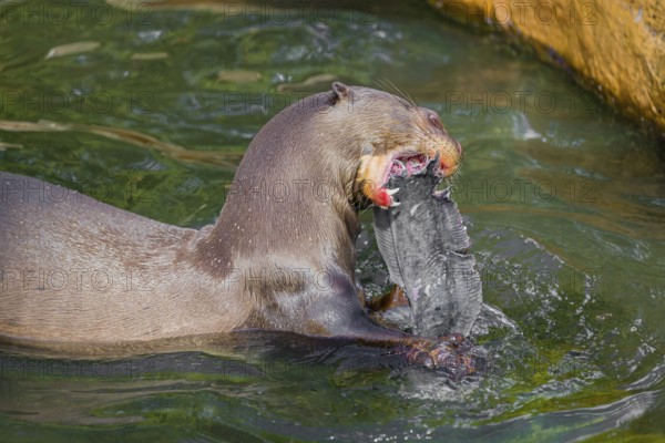 A giant otter or giant river otter (Pteronura brasiliensis) sits in the shallow water of a small river and eats a catfish