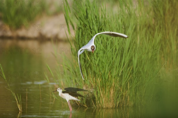 Black-headed gull (Chroicocephalus ridibundus) trying to chase away a Black-winged stilt (Himantopus himantopus), flying, Camargue, France, Europe