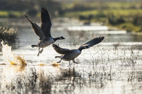 Canada Goose (Branta canadensis) birds in flight over Marshes at winter time