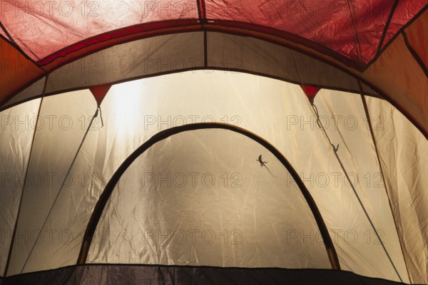 A lizard silhouette cast on the inside of A daylight lit camping tent