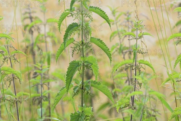 Stinging nettles (Urtica) with inflorescence, North Rhine-Westphalia, Germany, Europe