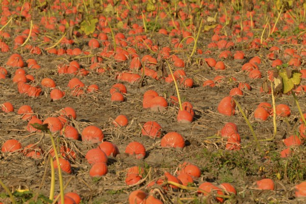 Pumpkin Patch, Rhineland-Palatinate, Germany (Cucurbita pepo), pumpkins