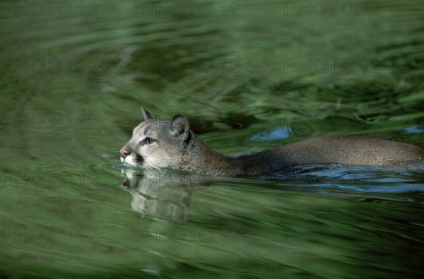 Cougar (Felis concolor), side