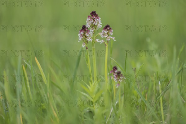 Burnt-tip orchid (Orchis ustulata), Burgenland, Austria, Europe
