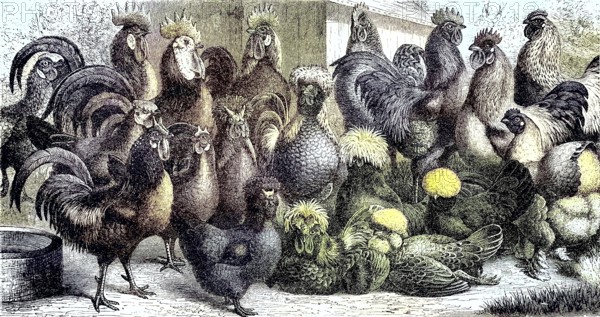 Poultry, various breeding forms of the domestic fowl, Historic, Reproduction of an original from the 19th century, digitally enhanced