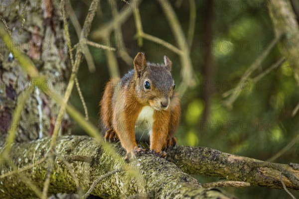 Eurasian red squirrel (Sciurus vulgaris) on a tree, Lower Austria, Austria, Europe