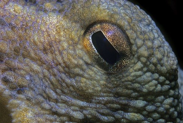 Close-up of square eye pupil of common octopus (Octopus vulgaris), Mediterranean Sea