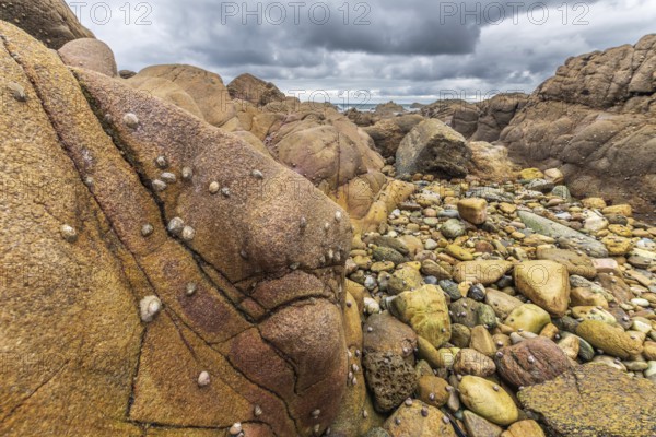 Rocks covered with shells on the Atlantic coast. Sables d'Olonne, Vendee France