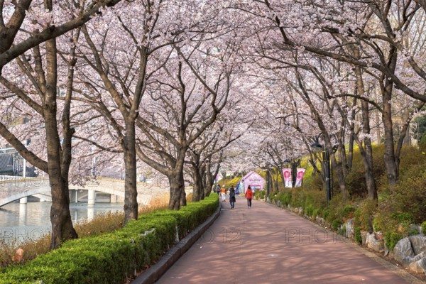 SEOUL, SOUTH KOREA, APRIL 7, 2017: People in blooming sakura cherry blossom alley in park in spring, Seokchon lake park, Seoul, South Korea, Asia