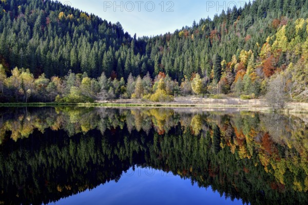 Trees reflected in the Sankenbachsee, Karsee, autumn, near Baiersbronn, Freudenstadt district, Black Forest, Baden-Württemberg, Germany, Europe