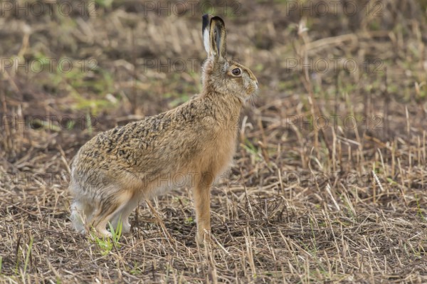 Hare (Lepus europaeus), Upper Austria, Austria, Europe