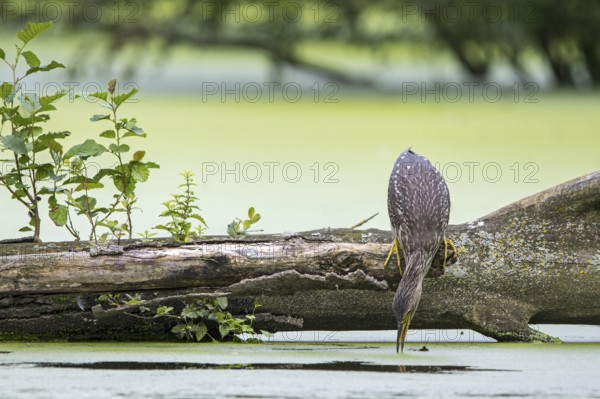 Black-crowned night-heron, black-capped night-heron (Nycticorax nycticorax) juvenile fishing from fallen tree trunk in water of pond in summer