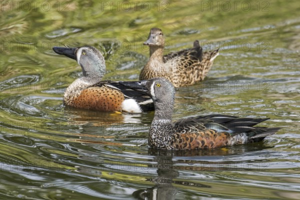 Australasian shoveler, New Zealand shoveler (Spatula rhynchotis variegata) two males and a female swimming in pond