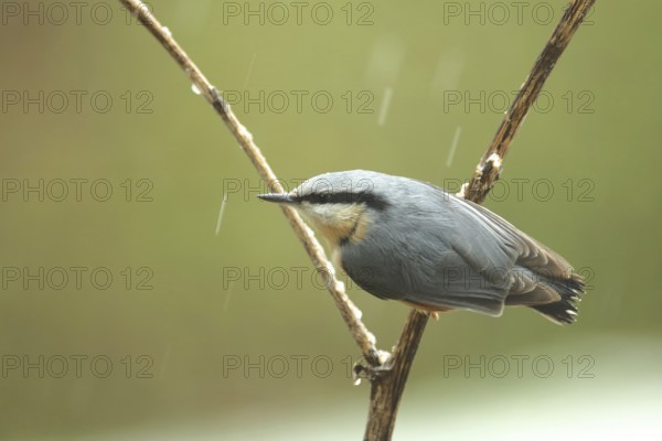 Eurasian nuthatch (Sitta europaea) during the rain in Bad Schönborn, Baden-Württemberg, Germany, Europe