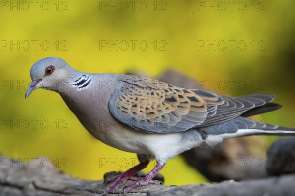 Turtle dove (Streptopelia turtur) comes to drink, Hungary, Europe