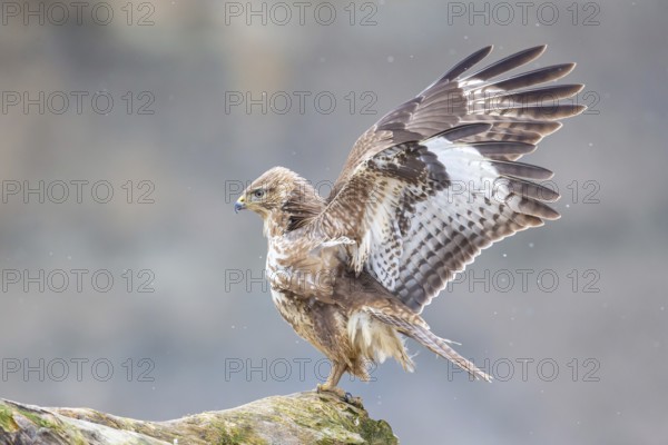 Steppe buzzard (Buteo buteo) Germany