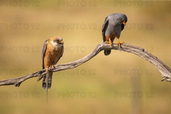 Red-footed falcon (Falco vesperetinus) Male handing over a captured lizard to female, Hungary, Europe
