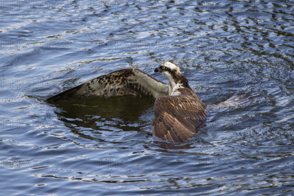 Western osprey (Pandion haliaetus) fishing, Finland, Europe