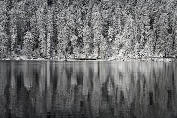 Winter landscape at Mummelsee, reflection of the forest, near Seebach, Black Forest, Ortenaukreis, Baden-Württemberg, Germany, Europe