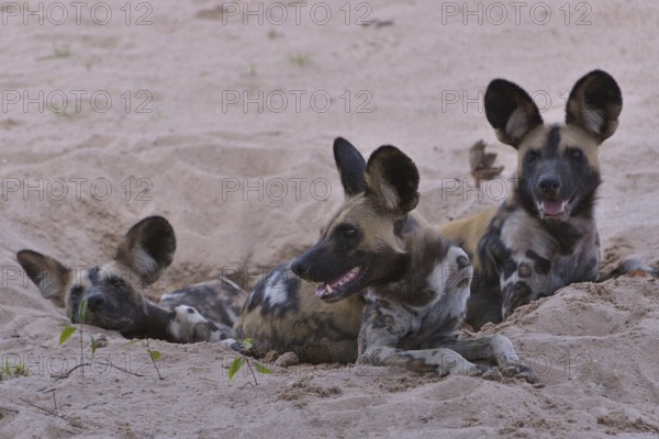 African Wild Dogs (Lycaon pictus), South Luangwa National Park, Zambia, Africa