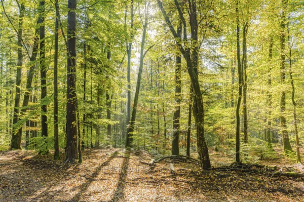 Beautiful autumn light in a mountain forest. Vosges, Alsace, France, Europe