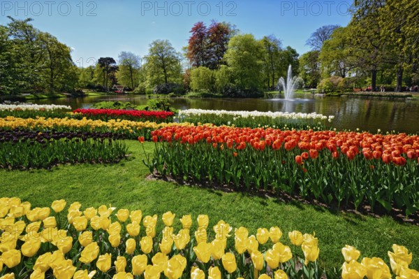 Blooming tulips flowerbeds in Keukenhof flower garden, also known as the Garden of Europe, one of the world largest flower gardens and popular tourist attraction. Lisse, the Netherlands