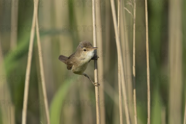 Eurasian reed warbler (Acrocephalus scirpaceus) adult bird on the edge of a reedbed, Lincolnshire, England, United Kingdom, Europe