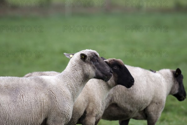 Sheep (Ovis), livestock, wool, black-headed sheep, three, side profile, pasture, North Rhine-Westphalia, Germany, side view of three sheep on pasture, Europe