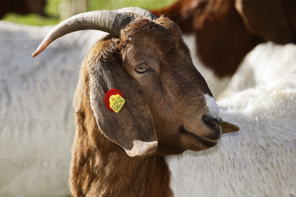 Boer domestic goat (Capra aegagrus hircus) with ear tag, animal portrait, Schleswig-Holstein, Germany, Europe