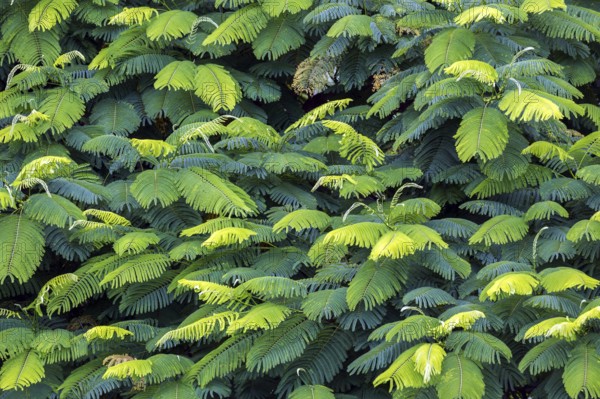 Leaves of the royal poinciana (Delonix regia), Andean Garden Funchal, Jardim Botanico, Madeira, Portugal, Europe
