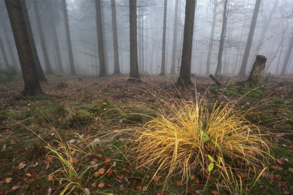 Trees in the forest in the fog, autumn forest, Baden-Württemberg, Germany, Europe