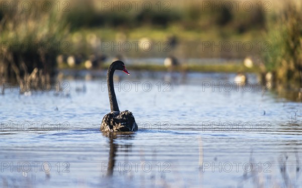 Black Swan (Cygnus atratus) bird on marshes at winter time