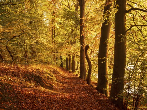 Forest path through golden forest in autumn evening light, Uckermark, Brandenburg, Germany, Europe