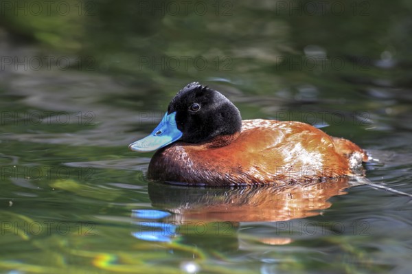 Argentine Lake Duck, male, Argentine Blue-bill (Oxyura vittata), Argentine Ruddy Duck