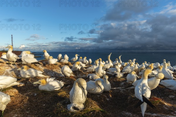 Northern gannet (Morus bassanus), Helgoland Cliff, Helgoland High Seas Island, nests, chicks, North Sea, Schleswig-Holstein, Germany, Helgoland, Schleswig-Holstein, Germany, Europe