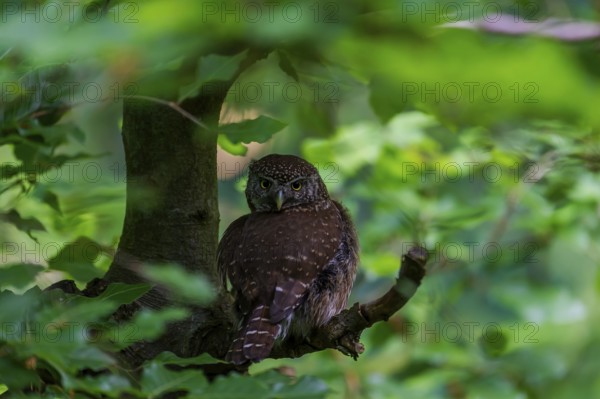 Pygmy Owl (Glaucidium passerinum) sitting on a branch, Bavaria, Germany, Europe
