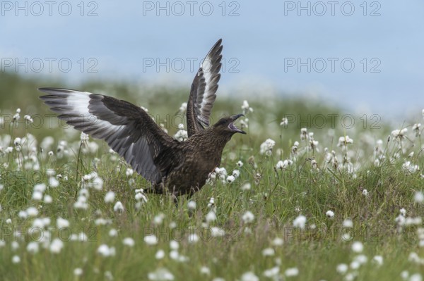 Great skua (Stercorarius skua), calling in cotton grass, Runde Island, Norway, Europe