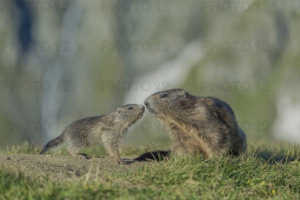 Alpine Marmot (Marmota marmota), Old and young animal sniff each other, Großglockner, Austria, Europe