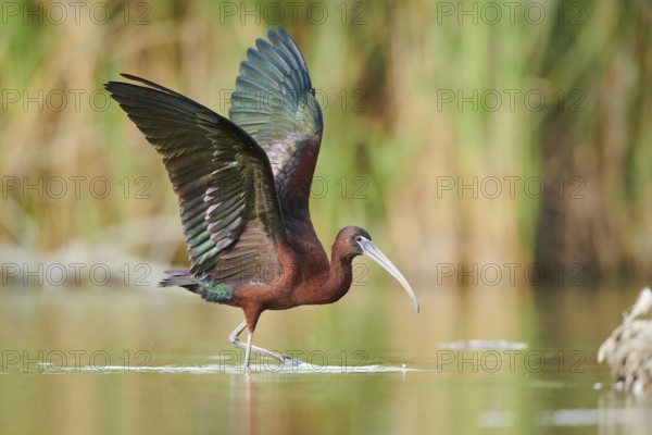 Glossy ibis (Plegadis falcinellus) cleaning its feathers in the water shaking its wings, Camargue, France, Europe