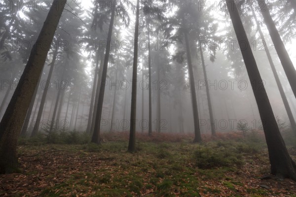 Trees in the forest in the fog, autumn forest, Baden-Württemberg, Germany, Europe