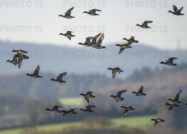 Eurasian Wigeon (Mareca penelope), birds in flight over Marshes at winter time